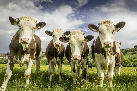 Cows in a field