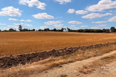 A field of dry grassland