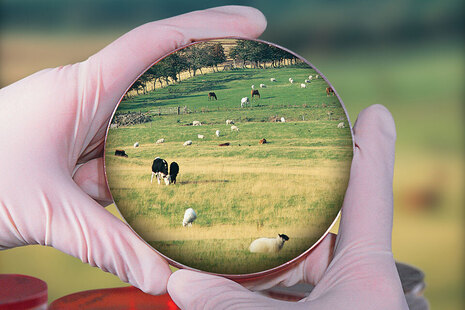 Image of a person holding a petri dish with an image inside of cows and sheep in a field