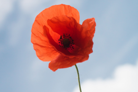 Remembrance