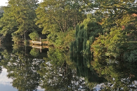 Photograph taken on the River Wensum in Norfolk, showing trees reflected in the surface of the water.