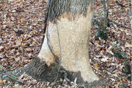 Damage to a tree trunk caused by beaver.