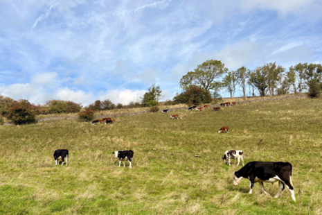 Farming landscape with cattle
