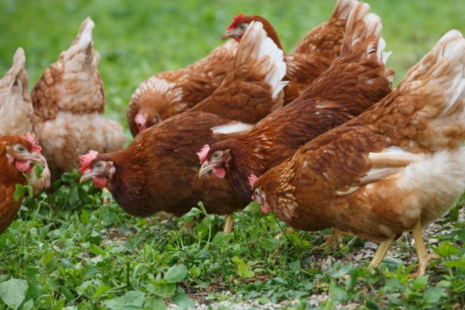 Image of chickens in a field 