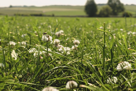 A field with wildflowers and trees in the distance